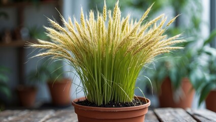 Aufkleber - Close up of a vibrant millet grass plant in a terracotta pot set against a blurred green background indoors
