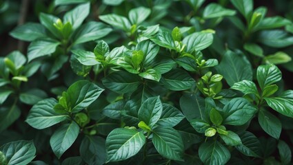 Poster - Lush Green Foliage Textures Highlighting Vibrant Leaves and Fresh Growth in Nature