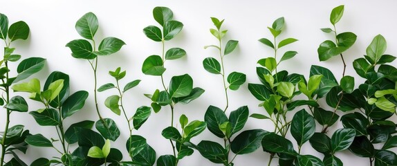 Poster - Lush green foliage arrangement on a clean white background creating a vibrant natural aesthetic for design and decoration purposes.