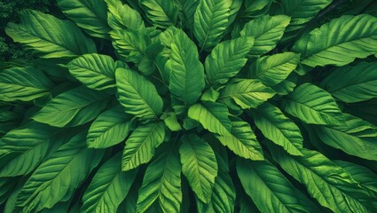 Poster - Aerial view of lush green leaf bough creating a vibrant natural texture ideal for wall art and nature-themed designs.