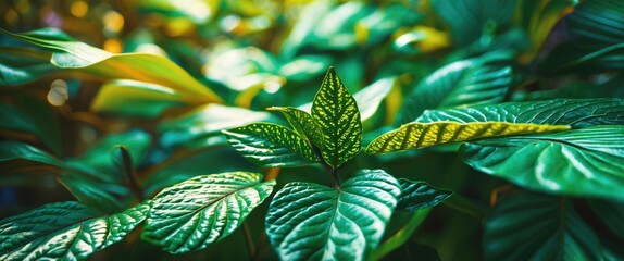Aufkleber - Close-up of vibrant green leaves showcasing intricate patterns with selective focus highlighting nature's beauty and detail.