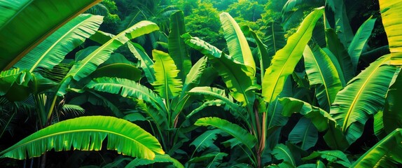 Poster - Lush green banana leaves creating a vibrant natural background showcasing rich tropical foliage and texture for design or decoration.