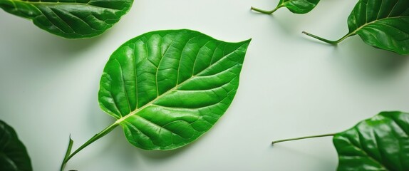 Poster - Fresh green leaves on a light background showcasing natural textures and vibrant colors ideal for organic and botanical themes
