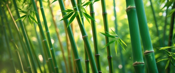 Poster - Lush green bamboo stalks with vibrant leaves creating a serene natural environment illuminated by soft sunlight.