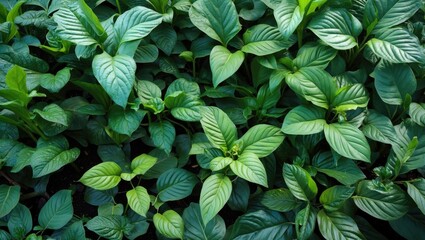 Poster - Lush green foliage creating a vibrant background in a school garden emphasizing nature's beauty and educational environment.