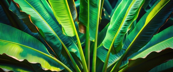 Aufkleber - Vibrant close-up of banana leaves showcasing intricate green textures ideal for backgrounds and nature-themed designs