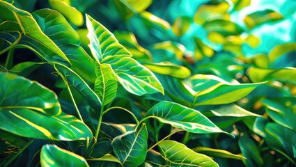 Poster - Lush green leaves basking in sunlight, showcasing the beauty of nature and vibrant foliage in a serene outdoor setting.