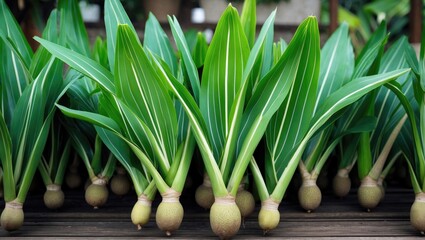 Poster - Lush green taro leaves with striking patterns ideal for botanical backgrounds and nature-themed designs