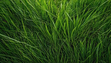 Poster - Vibrant Green Grass Textured Background Perfect for Nature and Gardening Themes