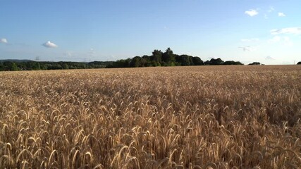 Wall Mural - Barley on a sunny day in summer 