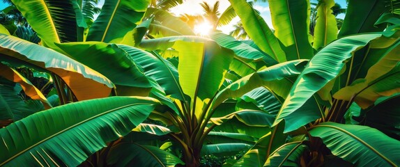 Aufkleber - Vibrant close-up of banana leaf texture with sunlight filtering through for botanical backgrounds and tropical themes.