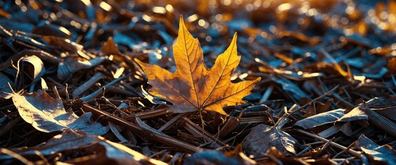 Aufkleber - Close up of a vibrant dry maple leaf resting among a bed of brown mulch in autumn sunlight showcasing nature's textures and colors.