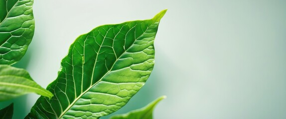 Poster - Closeup of vibrant green leaves on a soft background showcasing intricate leaf texture and natural beauty for botanical design or freshness themes