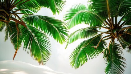 Poster - Lush green coconut palm fronds gracefully arching against a soft white background, evoking a tropical and serene atmosphere.