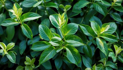 Poster - Vibrant green leaves of the Nephthytis plant showcasing lush foliage and natural beauty in a botanical setting.