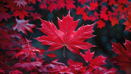 Poster - Vibrant close-up of red Fullmoon maple leaves showcasing autumn colors in a serene natural setting in Derbyshire England.