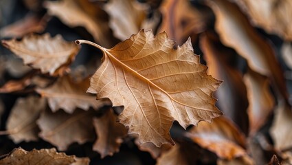 Aufkleber - Close up of a dry autumn leaf surrounded by fallen leaves showcasing intricate textures and warm earthy tones. Perfect for nature themes.