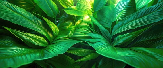 Poster - tropical green leaves background with structured textures and vibrant light reflections across folia