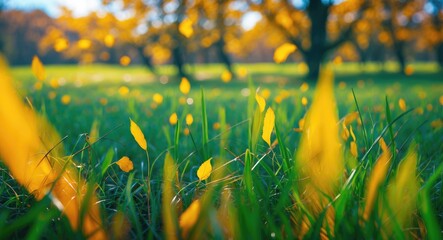 Aufkleber - Lush green grass and vibrant yellow leaves in a blurred background showcasing a serene autumn ambiance on a sunny day.