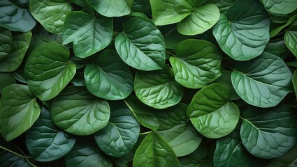 Poster - close-up of various green leaves layered and overlapping on a dark background for natural textures a