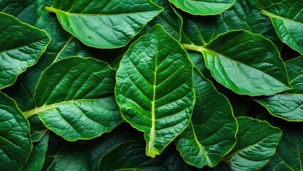 Poster - close-up of fresh green leaves with textured surfaces and prominent veins in natural light arrangeme