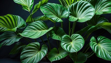 Poster - large green tropical leaves with distinctive light and dark striped patterns against a dark backgrou