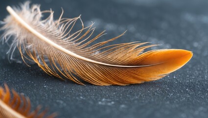 Poster - Delicate closeup of a vibrant orange feather showcasing intricate details against a dark background for nature-oriented designs.