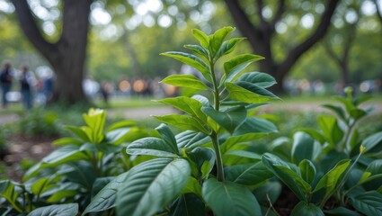 Aufkleber - Close-up of vibrant green plants showcasing lush leaves and soft sunlight in a tranquil park setting.