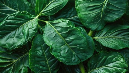 Aufkleber - Green leaf texture showcasing vibrant foliage details, ideal for nature, gardening, or healthy lifestyle themes. Perfect for organic design projects.