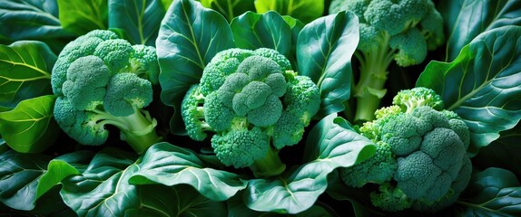 Aufkleber - Fresh Chinese broccoli kailan leaves and florets, vibrant greens perfect for healthy salads and nutritional dishes.