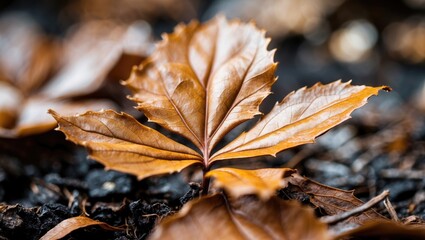 Aufkleber - Close up of a dry autumn leaf with intricate textures and colors set against a blurred natural background showcasing seasonal changes.