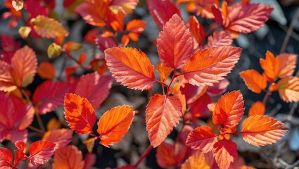 Poster - Colorful autumn foliage with vibrant red and orange leaves on branches in natural sunlight.