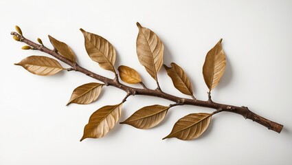 Poster - dried brown leaves and twig arrangement isolated on white background natural botanical composition