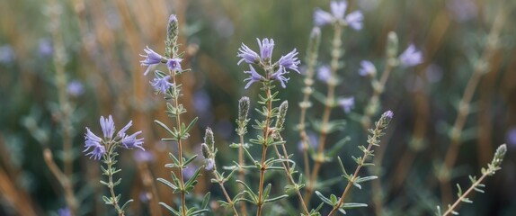 Aufkleber - Close-up of delicate purple wildflowers in a natural setting with blurred green foliage in the background Copy Space