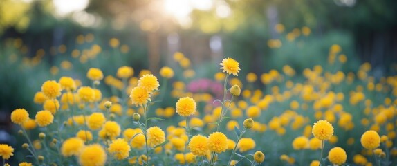 Poster - Vibrant yellow flowers in a garden during golden hour with sunlight glowing through blurred greenery Copy Space