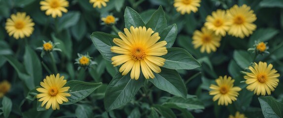 Poster - Yellow flowers with green leaves in a natural garden setting with blurred background and copy space for text.