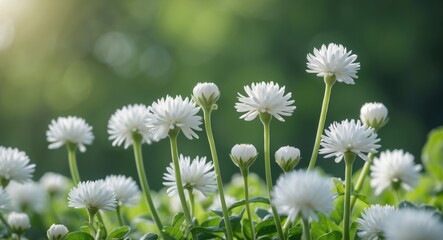 Aufkleber - White Daisies in Bloom with Soft Focus Background and Natural Lighting Copy Space