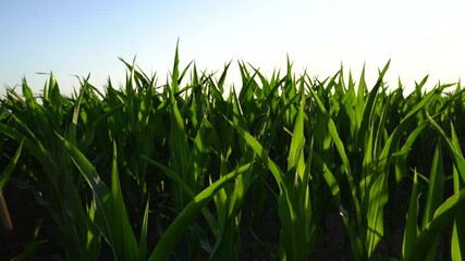 Wall Mural - Cornfield on a sunny evening in summer 