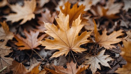 Sticker - Close-up view of dry autumn leaves scattered on the ground showcasing warm golden and brown hues of nature in fall season.