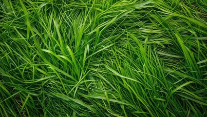 Poster - Close-up view of lush green grass blades with varying shades and textures in natural sunlight