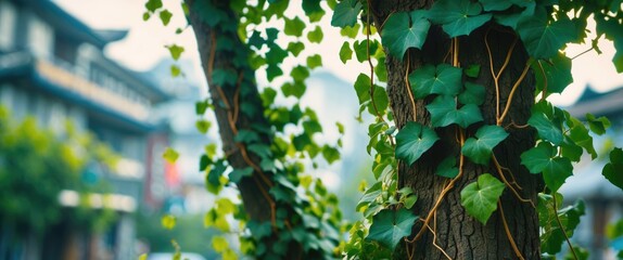 Wall Mural - Ivy climbing on a tree trunk in an urban environment with blurred buildings in the background bathed in natural light.