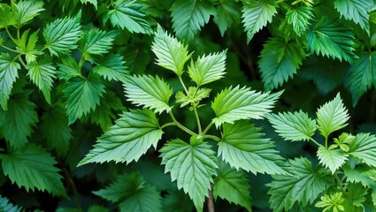 Wall Mural - Lush green leaves of the Painted Nettle plant creating a vibrant garden backdrop showcasing natural beauty and texture.