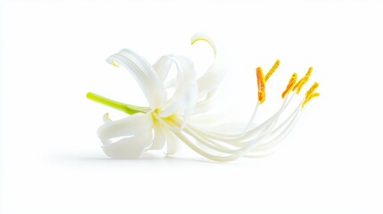 Poster - Bright White Lily with Long Trumpet Shaped Petals on a Light Background