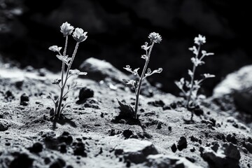 Wall Mural - A close-up shot of various flowers in black and white