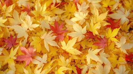 Poster - A pile of vibrant yellow and red leaves scattered on the grassy terrain, creating a beautiful fall scene