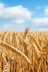 Poster - Agricultural landscape with wheat field and clear blue sky