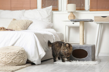 Wall Mural - Cute fluffy cat near scratching post in bedroom