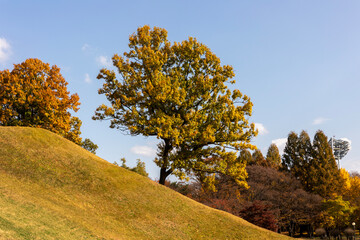 Wall Mural - autumn trees in the mountains