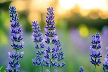 Poster - Colorful lavender flowers bloom in a field during sunset, showcasing vibrant hues and serene atmosphere. Generative AI
