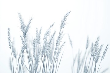  Silhouettes of Wild Grass Blowing Gently in Field, Soft Light